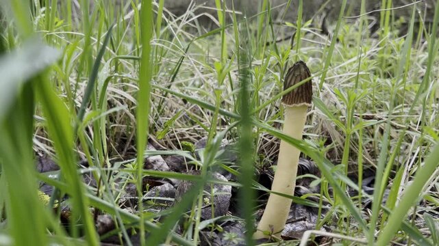 Morel in the grass. spring morel close-up. Mushroom Morel close-up.