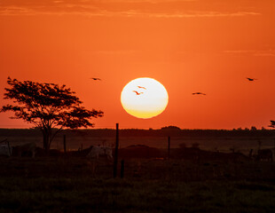 Sun in the horizon and birds