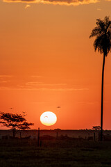 Sun in the horizon and birds