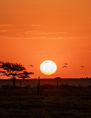 Sun in the horizon and birds
