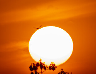 Sun in the horizon and bird