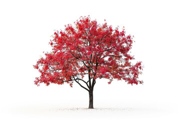Obraz premium Majestic red autumn tree in full bloom, isolated on a white background, showcasing stunning fall colors.