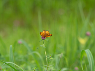 花の蜜を吸うツマグロヒョウモンの雄