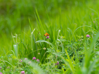 花の蜜を吸うツマグロヒョウモンの雄