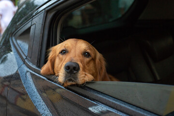 Golden retriever dog inside a car with its head leaning against the window looking at the movement.
