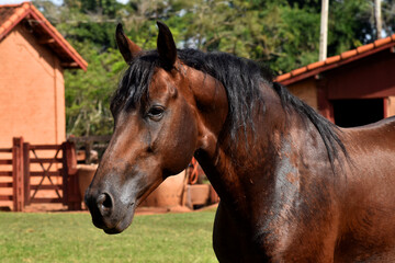 Obraz premium Beautiful mangalarga horse