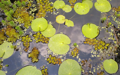 Water lily leaves on the water of a pond