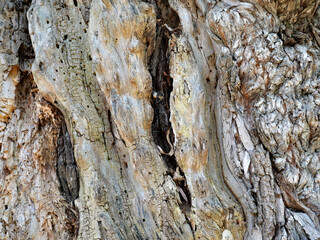 Rough texture of gnarly willow tree that has lost its bark