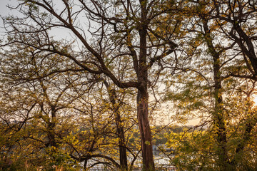 Springtime trees in Belgrade, Serbia. The lush greenery and sunlight filtering through the branches create a serene and picturesque scene, capturing the beauty of nature in the city.