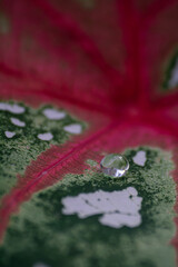 Gota d'água em cima de uma folha de Caladium 