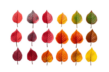 Obraz premium Seasonal Spectrum: A Collection of Colorful Leaves on Transparent Background