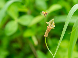 ヘラオオバコの花とミツバチ
