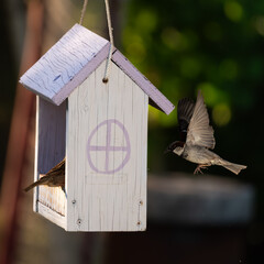 2 House sparrow feeding in a handmade bird house