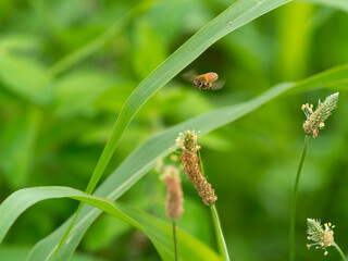 ヘラオオバコの花とミツバチ