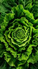 Close-up detail of fresh green lettuce leaves