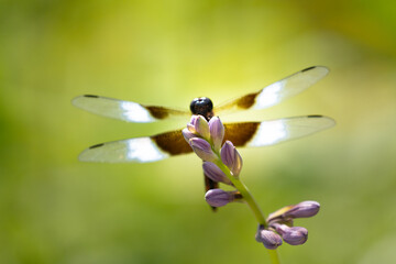dragonfly on a flower