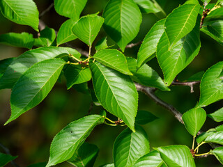 鮮やかな新緑の桜
