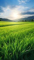 Fototapeta premium green wheat field background and copy space , generative ai