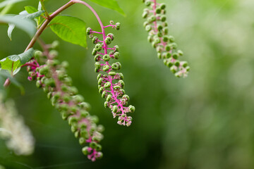 夏イメージ アメリカヤマゴボウ
