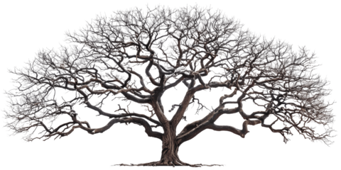 Mysterious giant silhouette of dead tree with leafless gnarled branches isolated in a transparent background. Cut out or PNG.