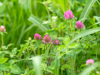 大和川の土手に咲くムラサキツメクサ