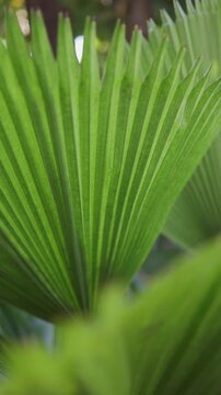 Licuala grandis or Vanuatu Fan Palm in botanical garden.