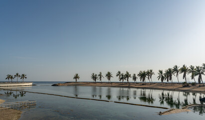 Sunset Bliss: Palm Trees Embrace the Evening Glow...