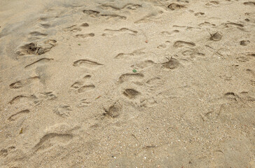 Sand beach sea river water stone rock cement sidewalk street road path nature vegetation undergrowth texture footprints repetition frequency pattern landscape foliage palm tree forest leaf sky