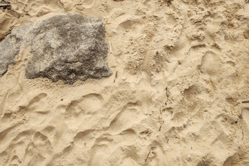 Sand beach sea river water stone rock cement sidewalk street road path nature vegetation undergrowth texture footprints repetition frequency pattern landscape foliage palm tree forest leaf sky
