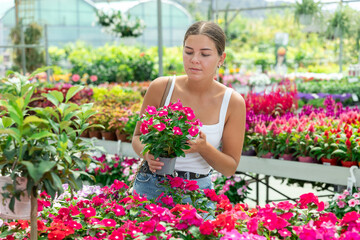 Girl in sales area of flower exhibition examines vinca flower, chooses plants for landscaping...