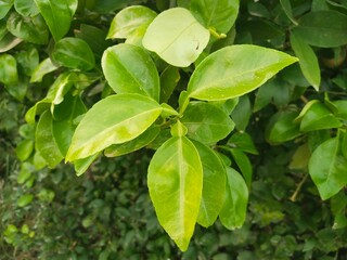 green leaves of orange tree