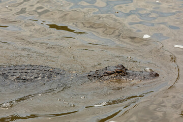 Alligator swims in Bayou Barataria. Louisiana.