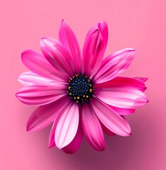 Pink flower on pink background