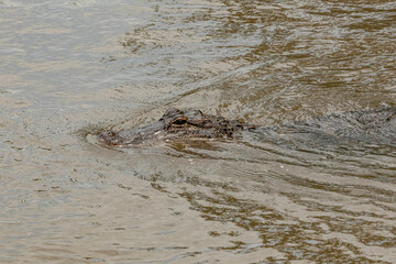 Alligator swims in Bayou Barataria. Louisiana.