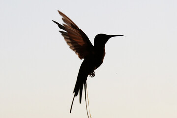 Hummingbird silhouette.