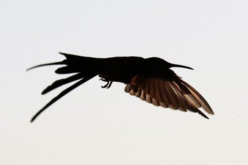 Hummingbird silhouette.