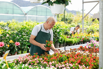 Mature male employee of garden shopping center inspects product, pot with begonia. Department with...
