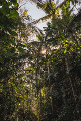 Raios de sol entre árvores