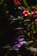 Flor - Beijo-pintado