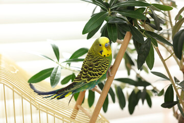 Pet parrot. Beautiful budgerigar on decorative ladder indoors