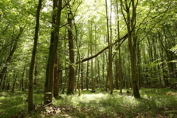 Fototapeta premium Beautiful green trees and plants growing in forest
