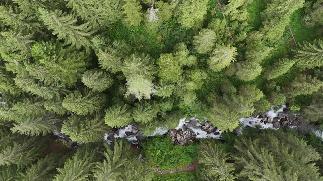 fiume bosco montagna trentino val di sole abeti larici 