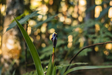 Orquídea