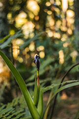Orquídea