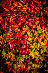 紅葉したナンテンの葉
