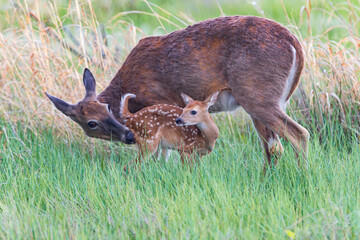 Fototapeta premium A blue eyed baby fawn looks around after nursing while its Mother cares for it at Rocky Mountain Arsenal Wildlife Refuge in Colorado.