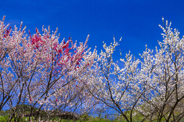 阿智村の花桃 © miiko
