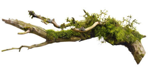 Green moss-covered single broken tree branch isolated in a transparent background. Cut out or PNG.