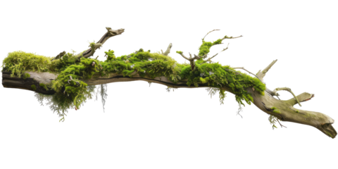 Green moss-covered single broken tree branch isolated in a transparent background. Cut out or PNG.