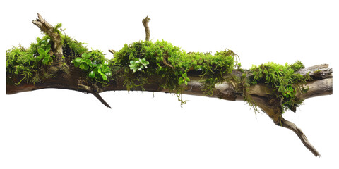 Green moss-covered single broken tree branch isolated in a transparent background. Cut out or PNG.